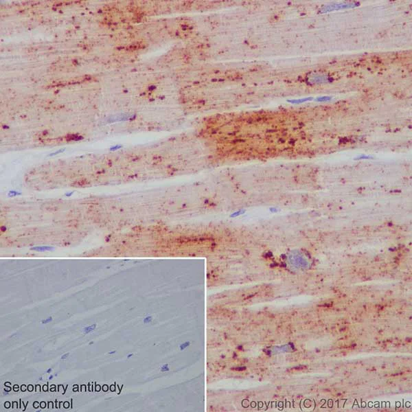 Immunohistochemistry (Formalin/PFA-fixed paraffin-embedded sections) - Anti-Natriuretic peptides A antibody [EPR20247] - BSA and Azide free (AB225873)