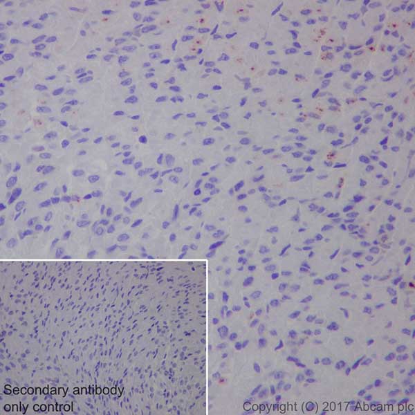 Immunohistochemistry (Formalin/PFA-fixed paraffin-embedded sections) - Anti-Natriuretic peptides A antibody [EPR20247] - BSA and Azide free (AB225873), expandable thumbnail