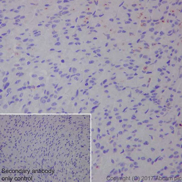 Immunohistochemistry (Formalin/PFA-fixed paraffin-embedded sections) - Anti-Natriuretic peptides A antibody [EPR20247] - BSA and Azide free (AB225873)