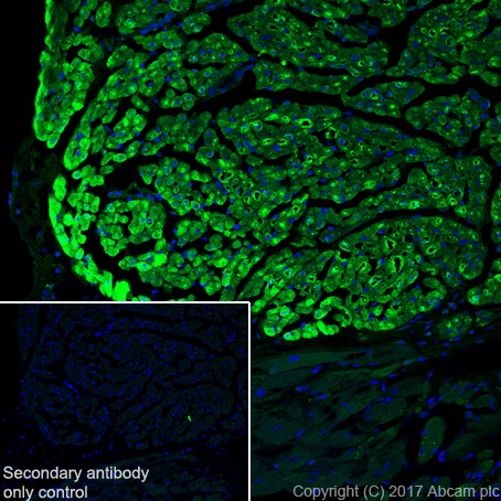 Immunohistochemistry (Frozen sections) - Anti-Natriuretic peptides A antibody [EPR20247] - BSA and Azide free (AB225873), expandable thumbnail