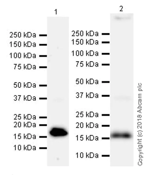 Western blot - Anti-Natriuretic peptides A antibody [EPR22089-283] (AB225844)