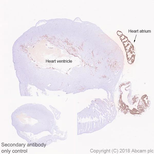Immunohistochemistry (Formalin/PFA-fixed paraffin-embedded sections) - Anti-Natriuretic peptides A antibody [EPR22089-283] - BSA and Azide free (AB237632)