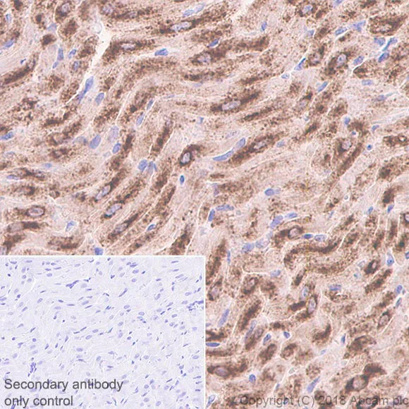 Immunohistochemistry (Formalin/PFA-fixed paraffin-embedded sections) - Anti-Natriuretic peptides A antibody [EPR22089-283] - BSA and Azide free (AB237632)