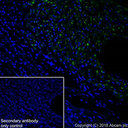 Immunohistochemistry (Frozen sections) - Anti-Natriuretic peptides A antibody [EPR22089-283] - BSA and Azide free (AB237632)