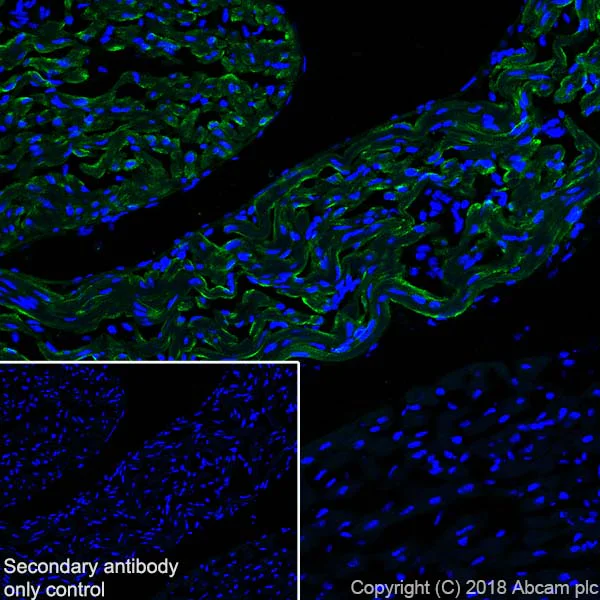 Immunohistochemistry (Frozen sections) - Anti-Natriuretic peptides A antibody [EPR22089-283] - BSA and Azide free (AB237632)