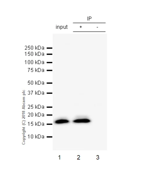 Immunoprecipitation - Anti-Natriuretic peptides A antibody [EPR22089-283] - BSA and Azide free (AB237632)