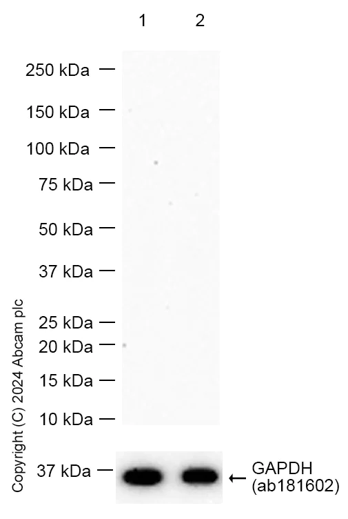 Western blot - Anti-Natriuretic peptides A antibody [EPR22089-283] - BSA and Azide free (AB237632)