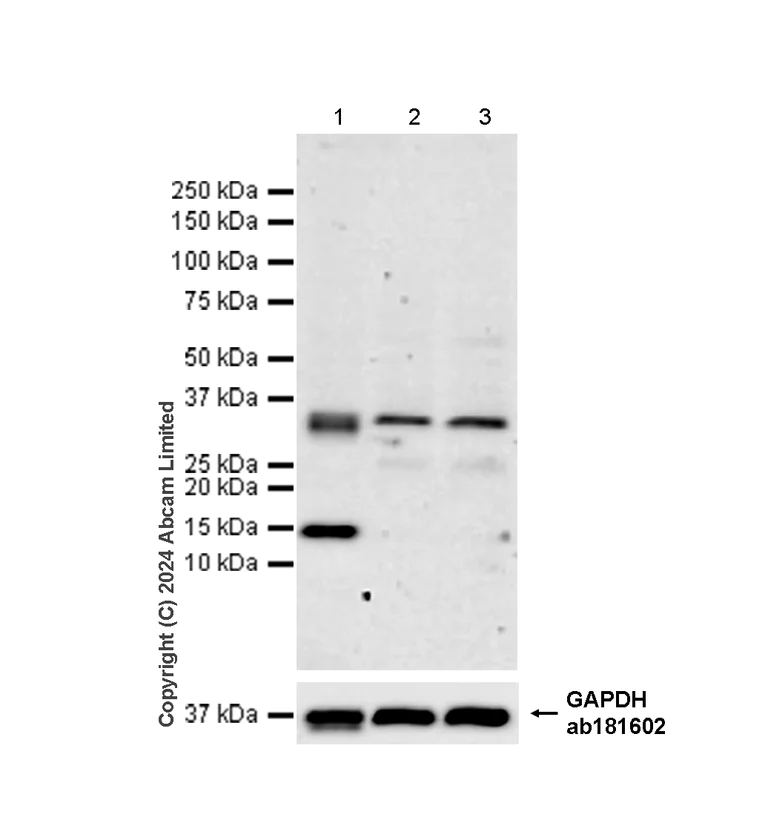 Western blot - Anti-Natriuretic peptides A antibody [EPR22089-283] - BSA and Azide free (AB237632)