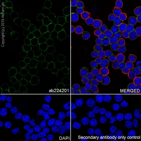 Immunocytochemistry/ Immunofluorescence - Natural Killer NK Cell Marker (CD3, NCAM1, CD94, NKG2D, SLAMF6, NK-p44) Antibody Panel - Human (AB254014), expandable thumbnail