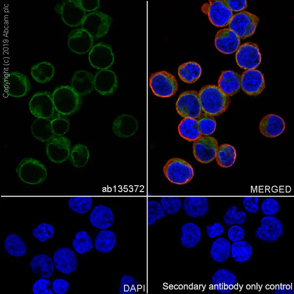 Immunocytochemistry/ Immunofluorescence - Natural Killer NK Cell Marker (CD3, NCAM1, CD94, NKG2D, SLAMF6, NK-p44) Antibody Panel - Human (AB254014)