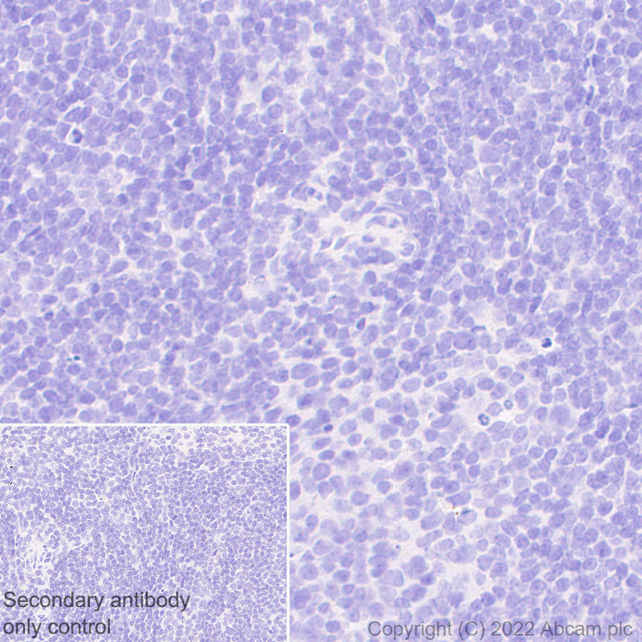 Immunohistochemistry (Formalin/PFA-fixed paraffin-embedded sections) - Anti-Nav1.5/SCN5A antibody [EPR25136-48] (AB300048)