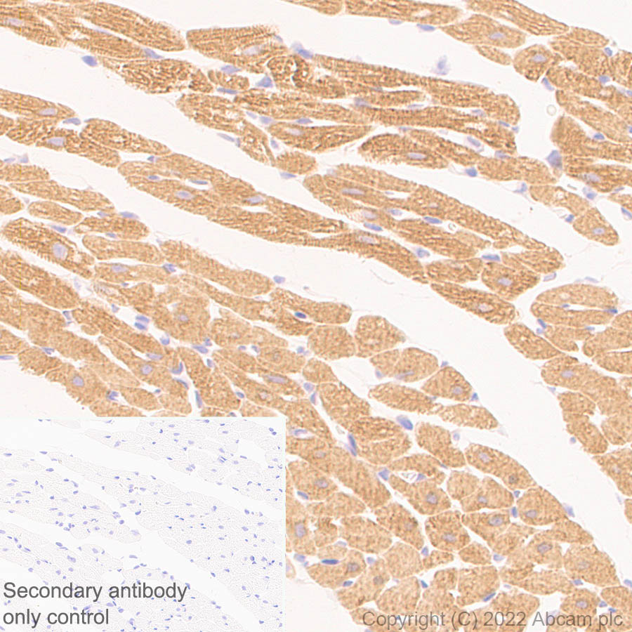 Immunohistochemistry (Formalin/PFA-fixed paraffin-embedded sections) - Anti-Nav1.5/SCN5A antibody [EPR25136-48] - BSA and Azide free (AB300049), expandable thumbnail