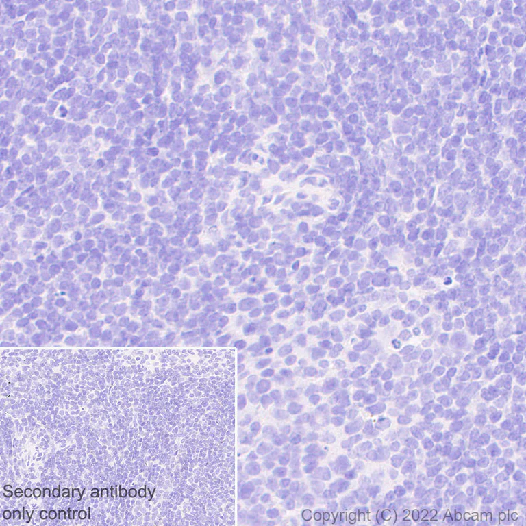 Immunohistochemistry (Formalin/PFA-fixed paraffin-embedded sections) - Anti-Nav1.5/SCN5A antibody [EPR25136-48] - BSA and Azide free (AB300049)