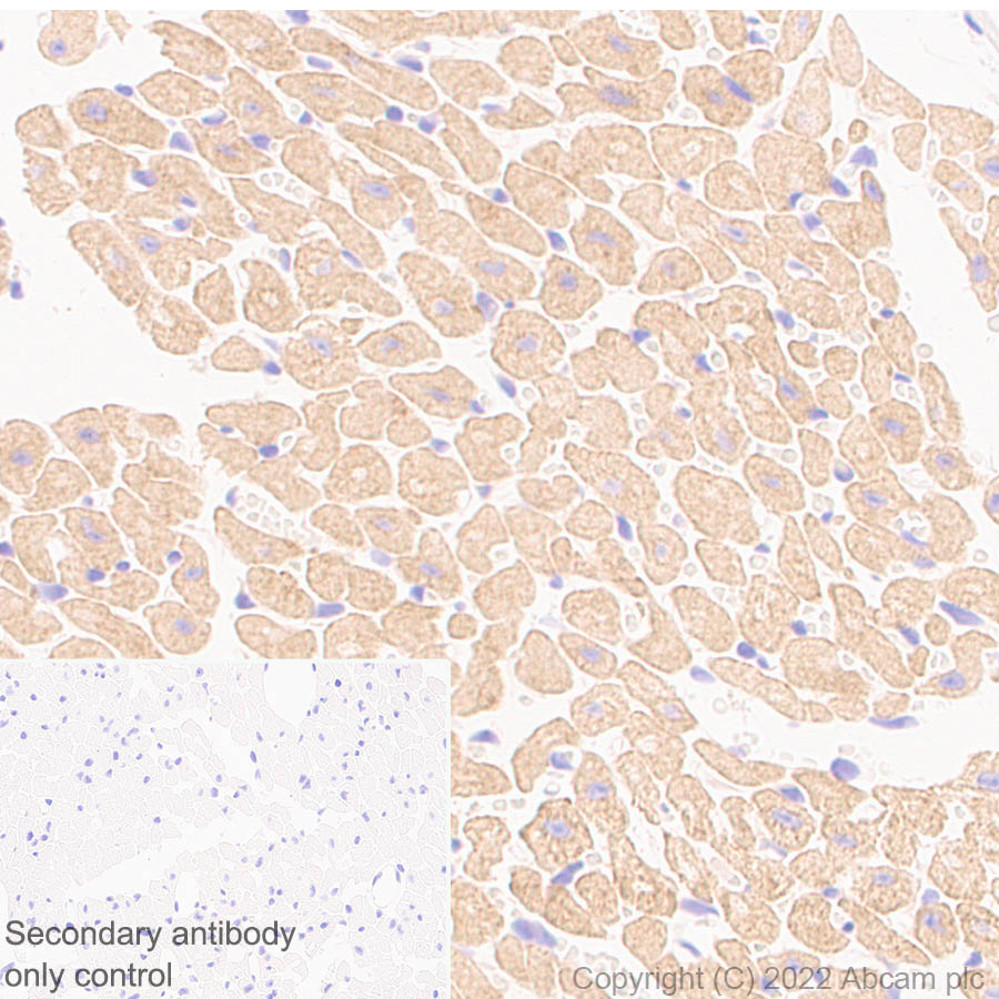 Immunohistochemistry (Formalin/PFA-fixed paraffin-embedded sections) - Anti-Nav1.5/SCN5A antibody [EPR25136-48] - BSA and Azide free (AB300049), expandable thumbnail
