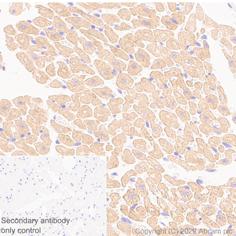 Immunohistochemistry (Formalin/PFA-fixed paraffin-embedded sections) - Anti-Nav1.5/SCN5A antibody [EPR25136-48] - BSA and Azide free (AB300049)