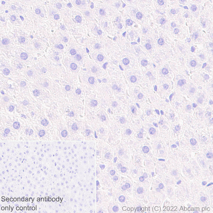 Immunohistochemistry (Formalin/PFA-fixed paraffin-embedded sections) - Anti-Nav1.5/SCN5A antibody [EPR25136-48] - BSA and Azide free (AB300049), expandable thumbnail