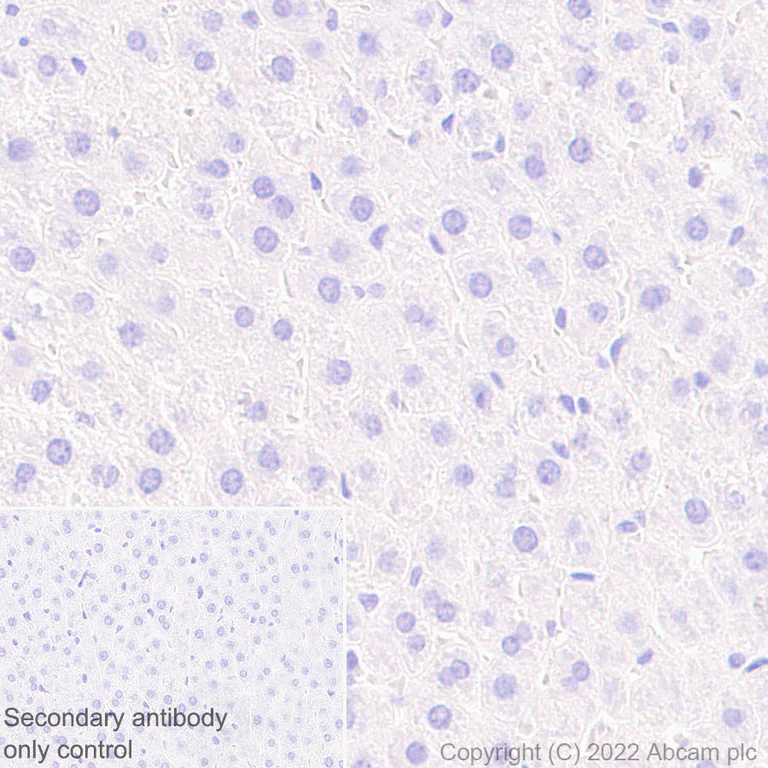 Immunohistochemistry (Formalin/PFA-fixed paraffin-embedded sections) - Anti-Nav1.5/SCN5A antibody [EPR25136-48] - BSA and Azide free (AB300049)