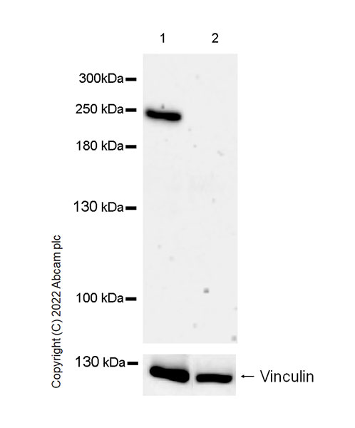 Western blot - Anti-Nav1.5/SCN5A antibody [EPR25136-48] - BSA and Azide free (AB300049), expandable thumbnail