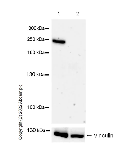 Western blot - Anti-Nav1.5/SCN5A antibody [EPR25136-48] - BSA and Azide free (AB300049)