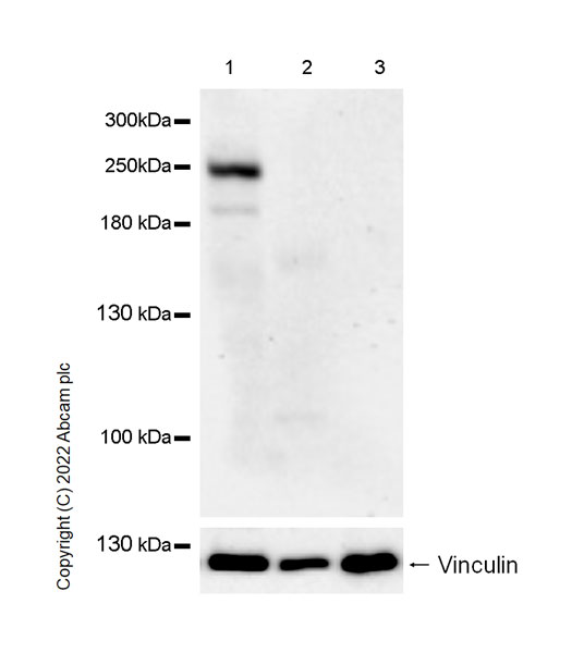 Western blot - Anti-Nav1.5/SCN5A antibody [EPR25136-48] - BSA and Azide free (AB300049), expandable thumbnail