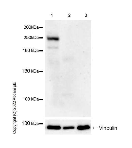 Western blot - Anti-Nav1.5/SCN5A antibody [EPR25136-48] - BSA and Azide free (AB300049)