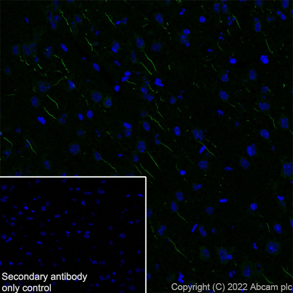Immunohistochemistry (Frozen sections) - Anti-Nav1.6/SCN8A antibody [EPR25137-45] (AB302786), expandable thumbnail