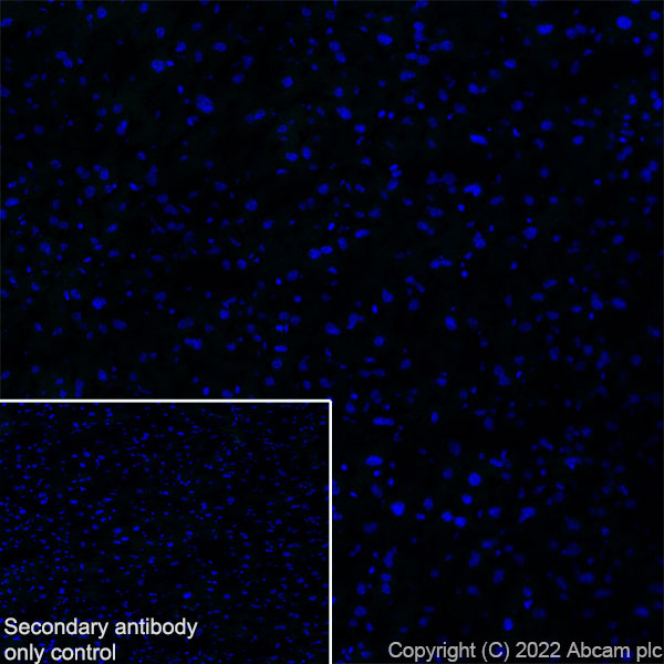 Immunohistochemistry (Frozen sections) - Anti-Nav1.6/SCN8A antibody [EPR25137-45] (AB302786), expandable thumbnail