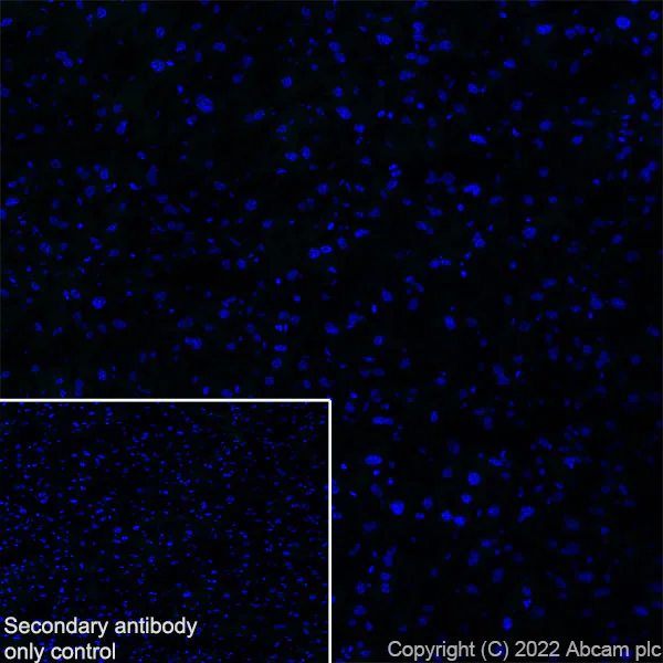 Immunohistochemistry (Frozen sections) - Anti-Nav1.6/SCN8A antibody [EPR25137-45] (AB302786)