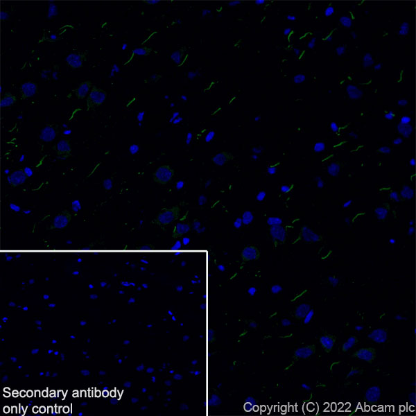 Immunohistochemistry (Frozen sections) - Anti-Nav1.6/SCN8A antibody [EPR25137-45] (AB302786), expandable thumbnail
