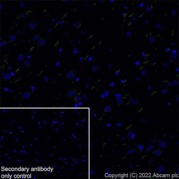 Immunohistochemistry (Frozen sections) - Anti-Nav1.6/SCN8A antibody [EPR25137-45] (AB302786)