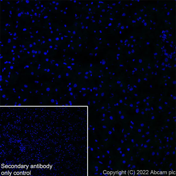 Immunohistochemistry (Frozen sections) - Anti-Nav1.6/SCN8A antibody [EPR25137-45] (AB302786)