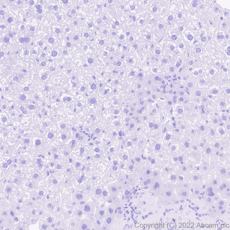 Immunohistochemistry - Anti-Nav1.6/SCN8A antibody [EPR25137-45] (ab302786), expandable thumbnail