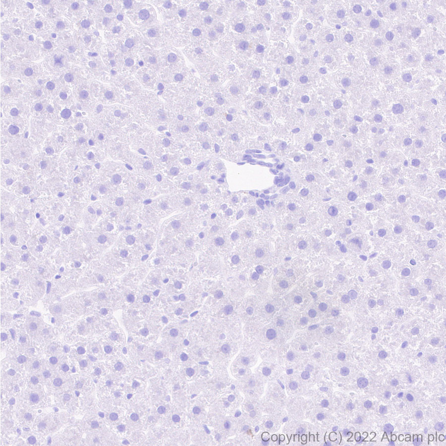 Immunohistochemistry - Anti-Nav1.6/SCN8A antibody [EPR25137-45] (AB302786), expandable thumbnail