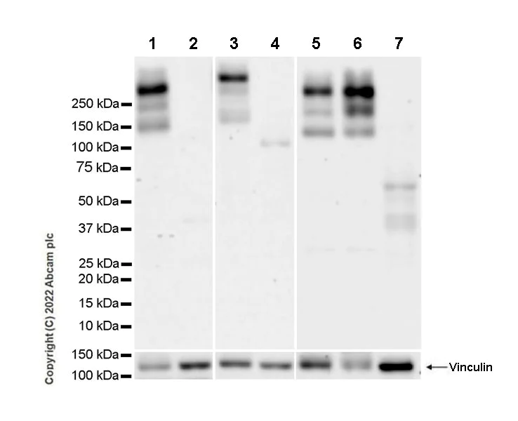 Western blot - Anti-Nav1.6/SCN8A antibody [EPR25137-45] (AB302786)