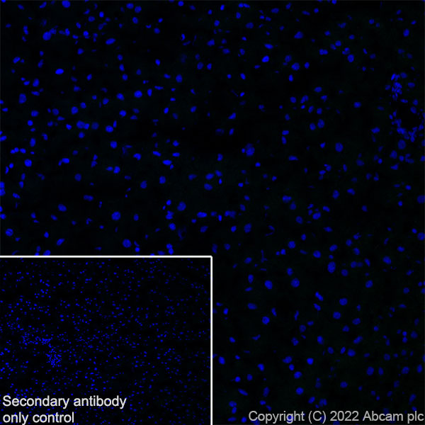 Immunohistochemistry (Frozen sections) - Anti-Nav1.6/SCN8A antibody [EPR25137-45] - BSA and Azide free (AB302787)