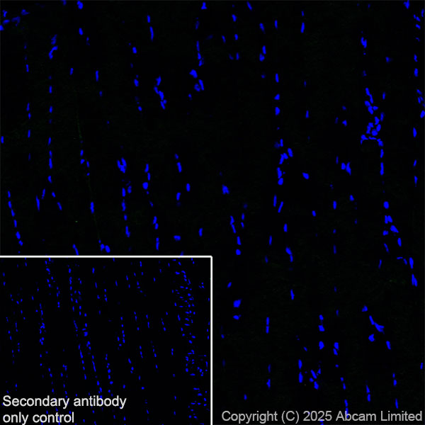 Immunohistochemistry (Frozen sections) - Anti-Nav1.7 antibody [EPR26246-318] (ab323849), expandable thumbnail