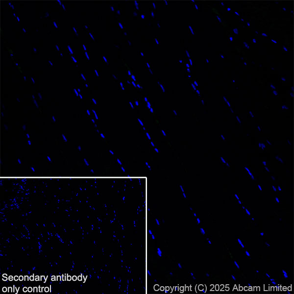 Immunohistochemistry (Frozen sections) - Anti-Nav1.7 antibody [EPR26246-318] (ab323849), expandable thumbnail