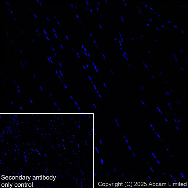 Immunohistochemistry (Frozen sections) - Anti-Nav1.7 antibody [EPR26246-318] (AB323849)