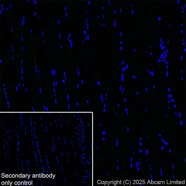 Immunohistochemistry (Frozen sections) - Anti-Nav1.7 antibody [EPR26246-318] - BSA and Azide free (AB325967)