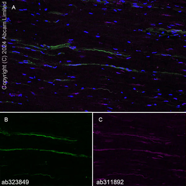 Immunohistochemistry (Frozen sections) - Anti-Nav1.7 antibody [EPR26246-318] - BSA and Azide free (AB325967)