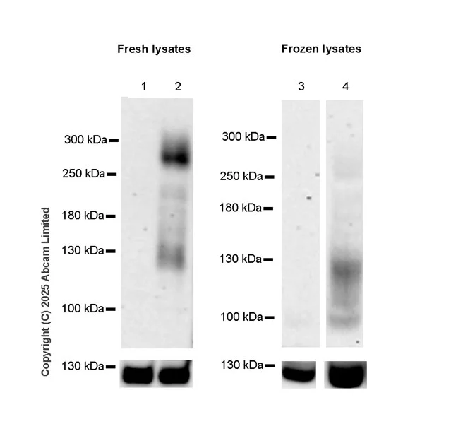 Western blot - Anti-Nav1.7 antibody [EPR26246-318] - BSA and Azide free (AB325967)