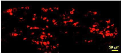 Immunohistochemistry (Frozen sections) - Anti-Nav1.8/SCN10A antibody (AB63331)