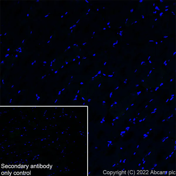 Immunohistochemistry (Frozen sections) - Anti-Nav1.8/SCN10A antibody [S134] (AB93616)