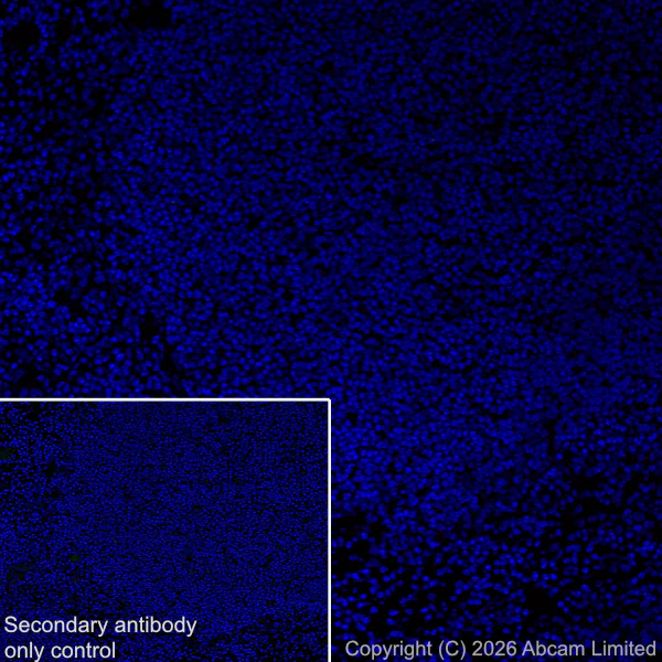 Immunohistochemistry (Frozen sections) - Anti-Nav1.8/SCN10A (C-terminal) antibody [EPR30868-550] (AB326328)