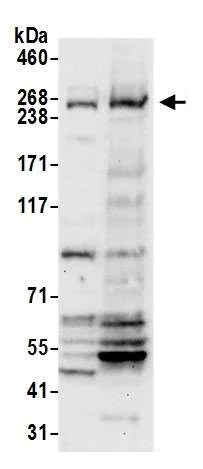 Western blot - Anti-NBAS antibody (AB242220)