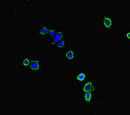 Immunocytochemistry/ Immunofluorescence - Anti-NBEAL2 antibody (AB234725)