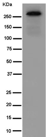 Western blot - Anti-NBEAL2 antibody [EPR14501(B)] - BSA and Azide free (AB250919)