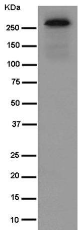 Western blot - Anti-NBEAL2 antibody [EPR14501(B)] - N-terminal (AB187162)