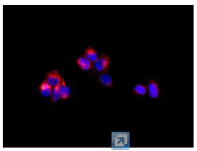 Immunocytochemistry/ Immunofluorescence - Anti-NBL1 antibody [EPR12397] (AB174843)