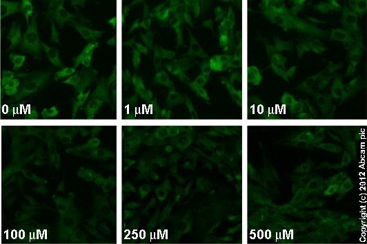 Functional Studies - NBQX disodium salt, AMPA / kainate antagonist (AB120046), expandable thumbnail